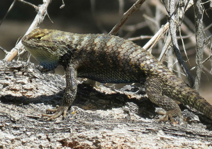 Spiny Lizard